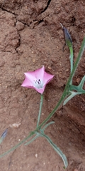 Convolvulus chilensis