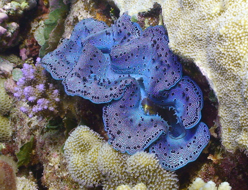 Small Giant Clam, Kwajalein Atoll, RMI, photo 7 of 10
