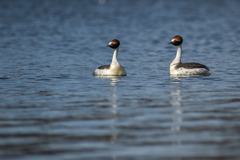 Podiceps gallardoi