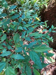 Pavonia sepium