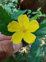 Pavonia sepium
