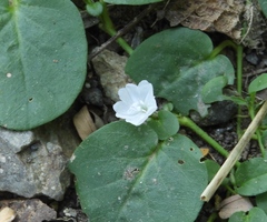 Evolvulus nummularius