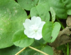 Evolvulus nummularius