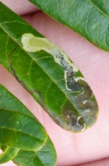 Stigmella intermedia