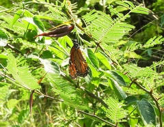 Danaus eresimus
