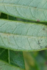 Stigmella intermedia