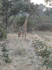 Giraffa camelopardalis