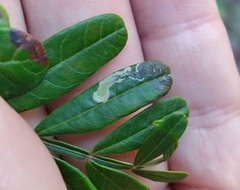 Stigmella intermedia