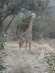 Giraffa camelopardalis