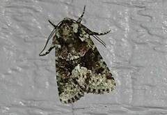 Lacinipolia explicata