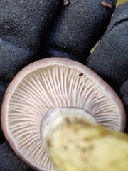 Gomphidius glutinosus