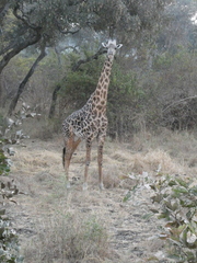 Giraffa camelopardalis
