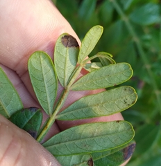 Stigmella intermedia
