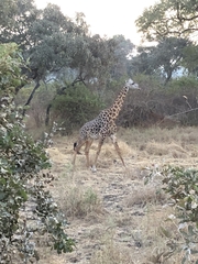 Giraffa camelopardalis