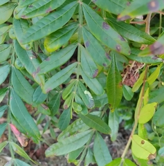 Stigmella intermedia