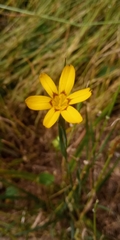 Sisyrinchium graminifolium