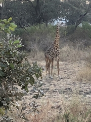Giraffa camelopardalis