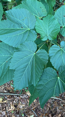 Vernicia fordii