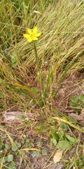 Sisyrinchium graminifolium