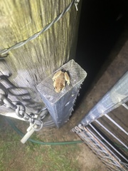 Litoria rubella