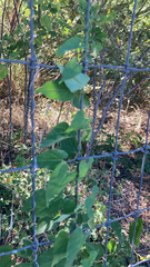 Funastrum cynanchoides