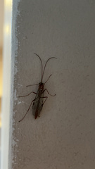 Ophion obscuratus