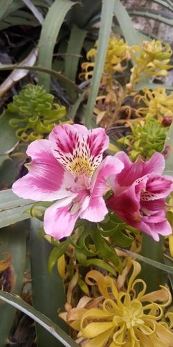 Image of Alstroemeria pelegrina by (c) David Gutiérrez, some rights reserved (CC BY)