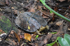 Rhinoclemmys punctularia