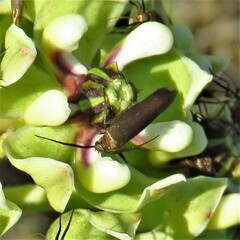 Scythris fuscicomella
