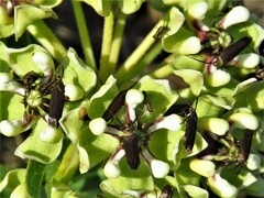 Scythris fuscicomella