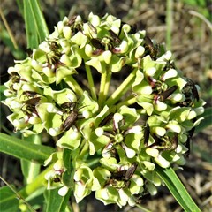 Scythris fuscicomella