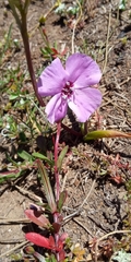 Clarkia tenella