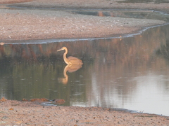 Ardea goliath