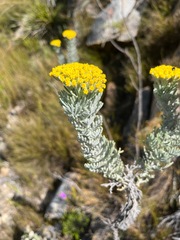 Hymenolepis