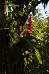 Tillandsioideae
