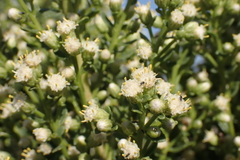 Baccharis pilularis consanguinea