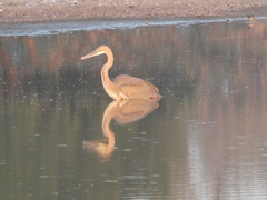 Ardea goliath