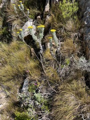 Hymenolepis