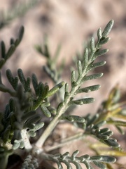 Hymenopappus filifolius