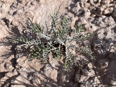 Hymenopappus filifolius