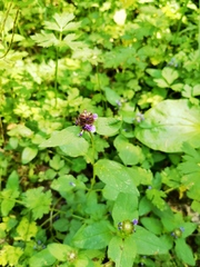 Prunella vulgaris