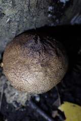 Scleroderma verrucosum