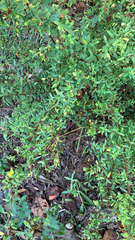 Hypericum hypericoides