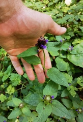 Prunella vulgaris