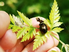 Chrysolina oricalcia