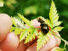 Chrysolina oricalcia