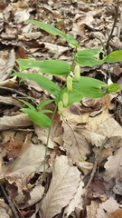 Polygonatum biflorum biflorum