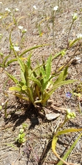 Pseudognaphalium