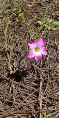 Oxalis