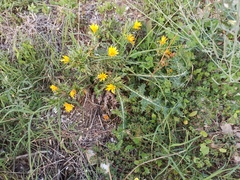 Scolymus hispanicus